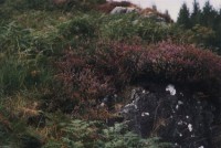 PflanzenHighlands.jpg