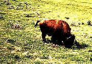 Bison